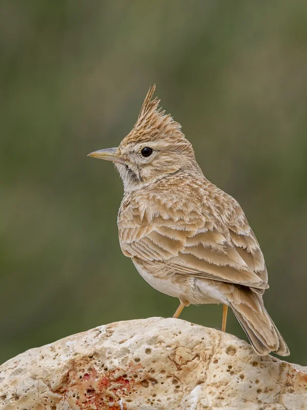 Remote Work Collaboration Platforms